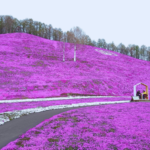 東藻琴公園芝櫻