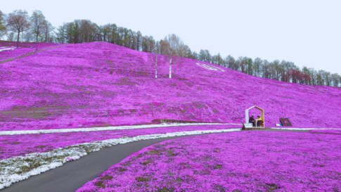 東藻琴公園芝櫻