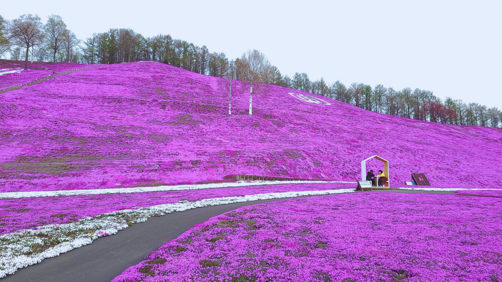 東藻琴公園芝櫻
