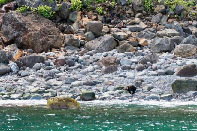 透過觀光船觀賞棕熊是最安全的方式