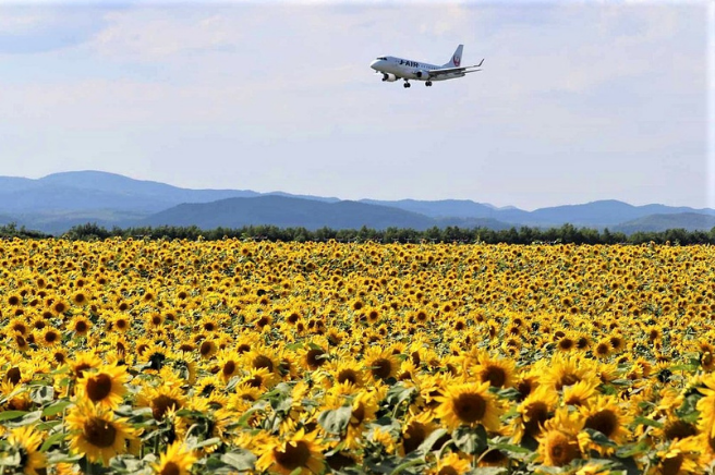 女滿別機場附近的向日花田