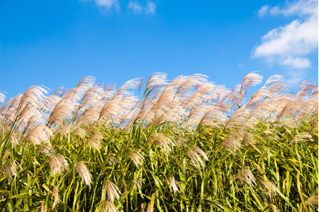 生長蘆葦的地方