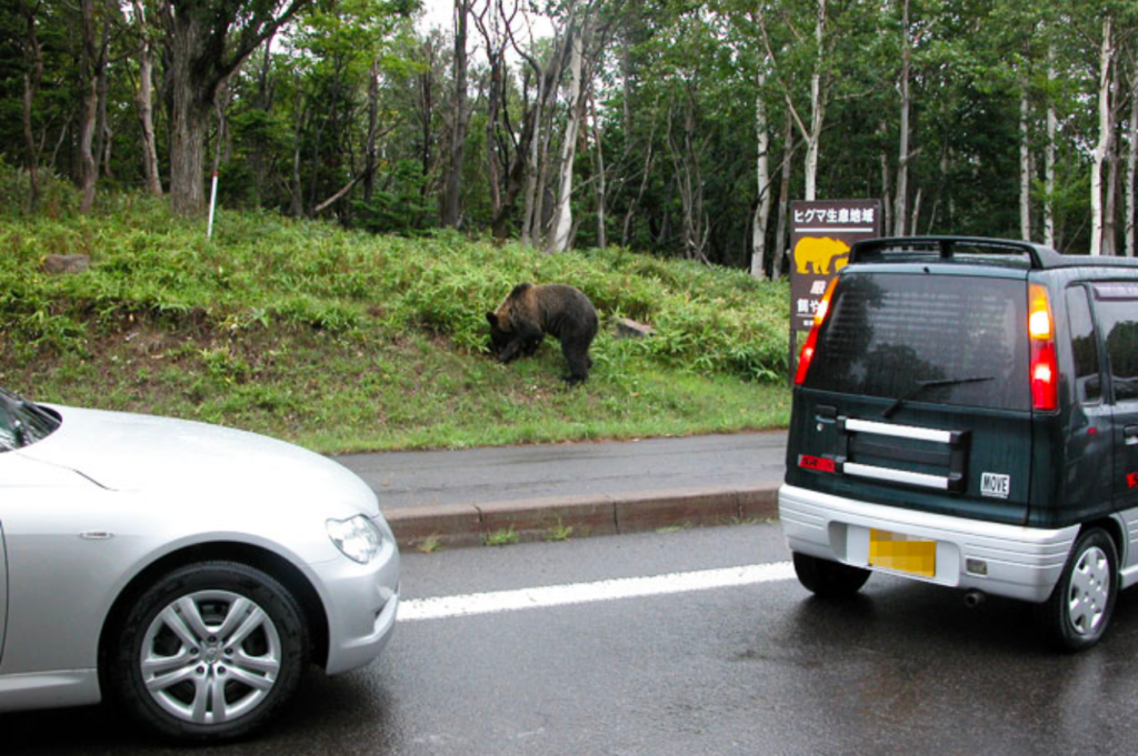 棕熊出沒