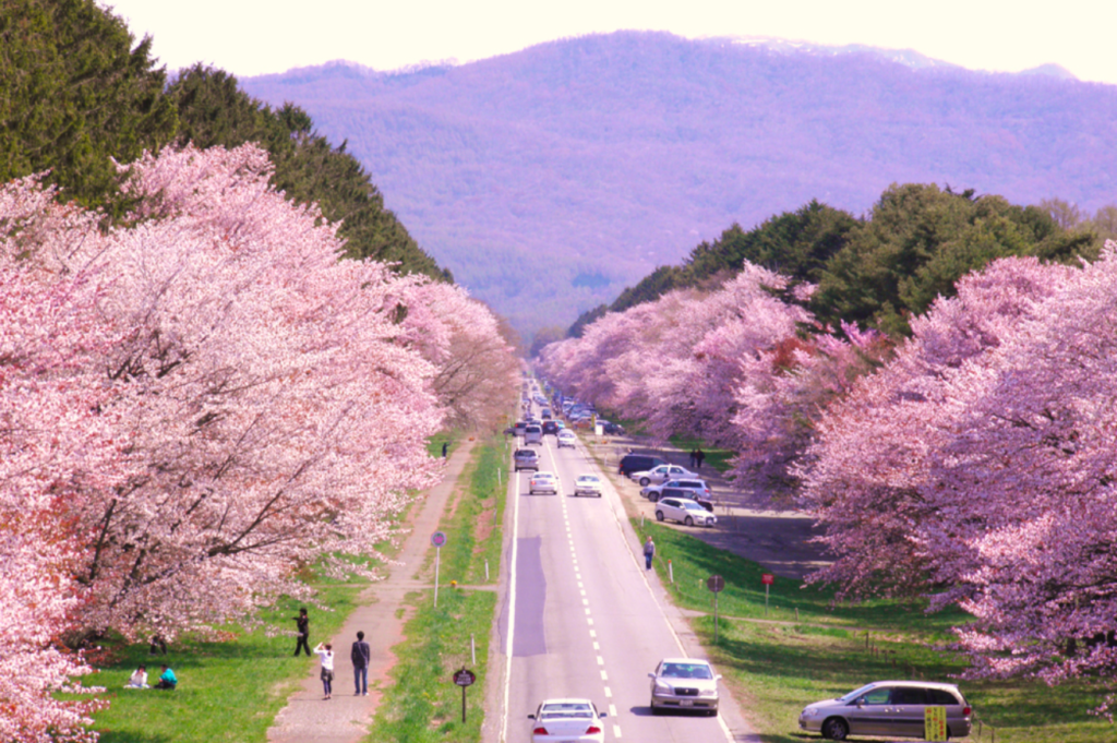 二十間道路櫻花