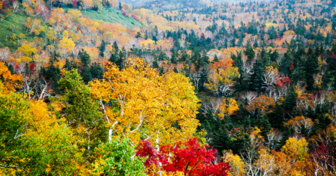 北海道賞楓